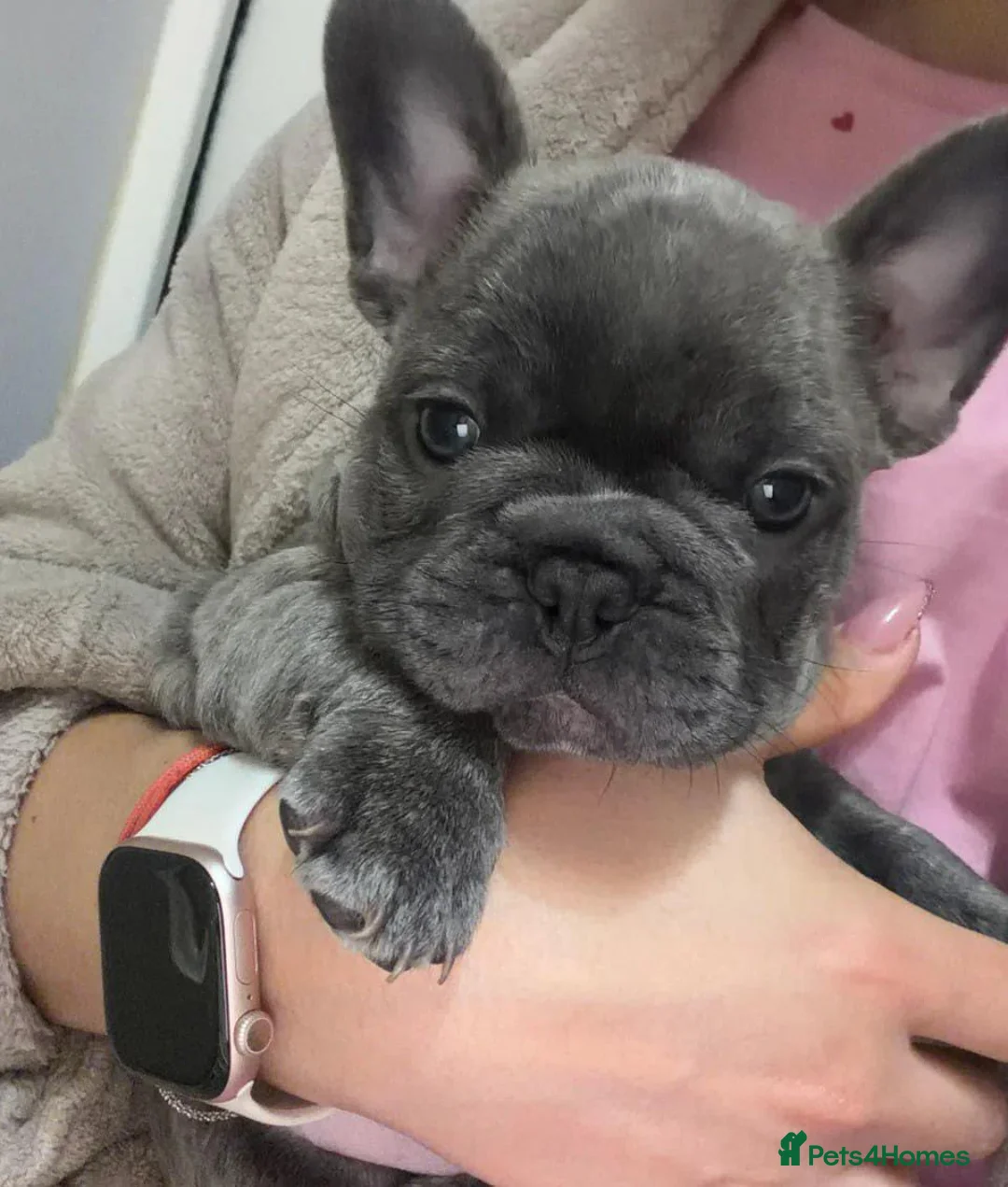 French Bulldog dogs for sale: French Bulldog Puppies Seeking Caring Owners in Northampton - Advert 2