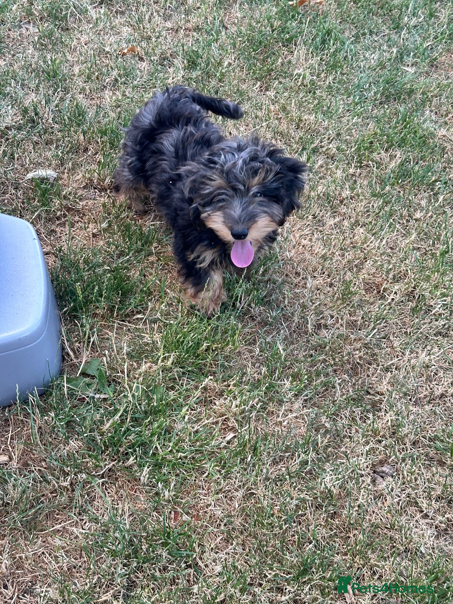 Doxiepoo dogs Stunning dachshund/poodle pups - Advert 2