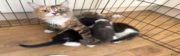 Mixed Breed cats for sale:     4 Beautiful Kittens Ready for Forever Homes ❤️ - Advert 28