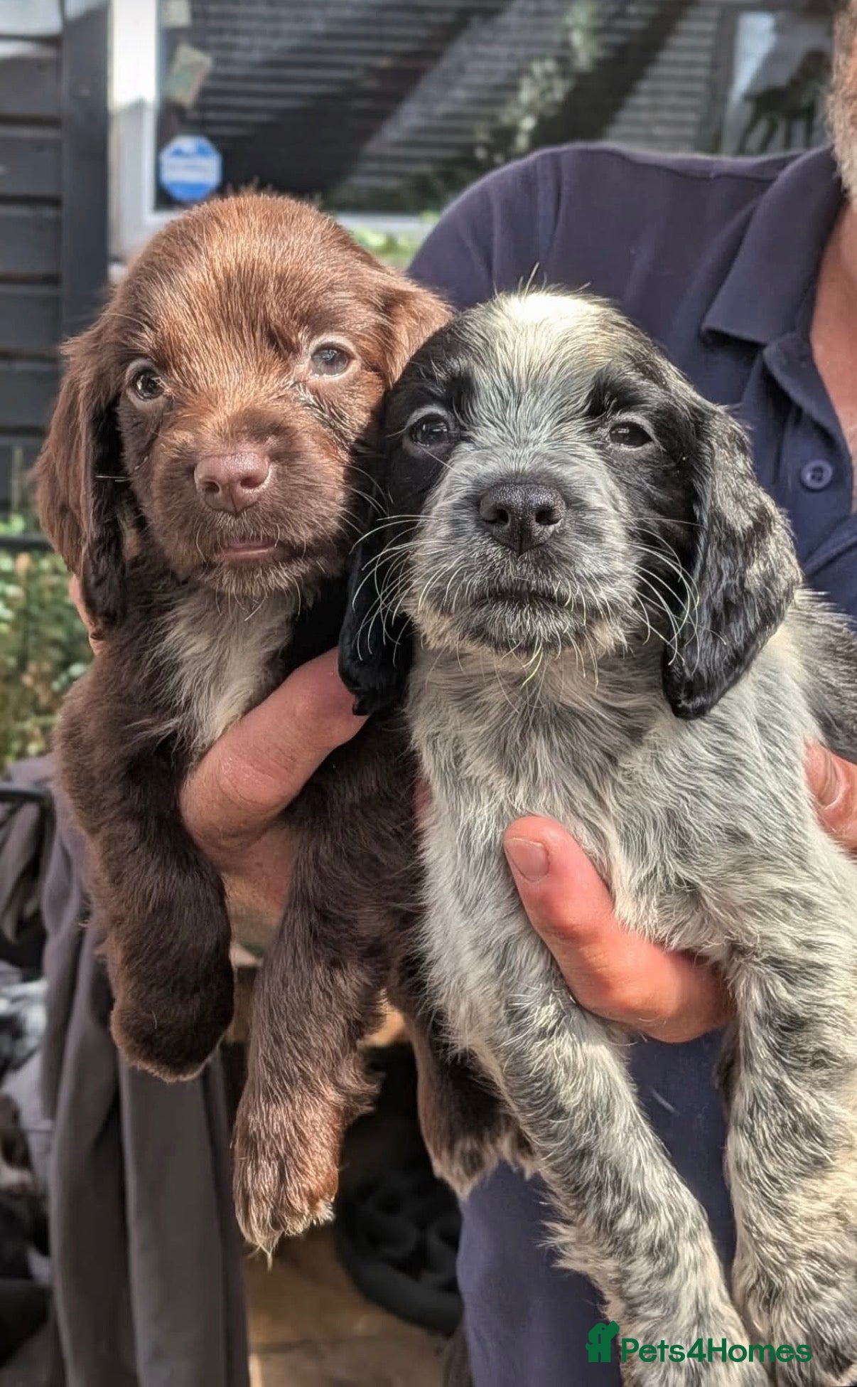 Sprocker dogs Stunning Mixed Roan Sprocker puppies!  - Advert 1