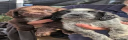 Sprocker dogs for sale: Stunning Mixed Roan Sprocker puppies!  - Advert 1