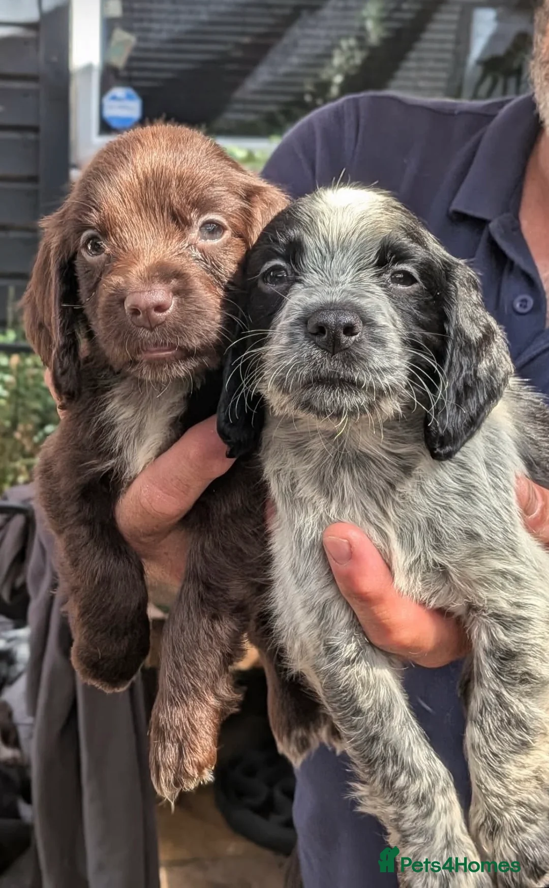 Sprocker dogs for sale: Stunning Mixed Roan Sprocker puppies!  - Advert 1
