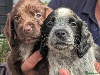 Sprocker dogs Stunning Mixed Roan Sprocker puppies! - Advert 1