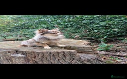 Chihuahua dogs for stud: MARLEY has arrived for stud🏆 k.c merle boy - Image 3