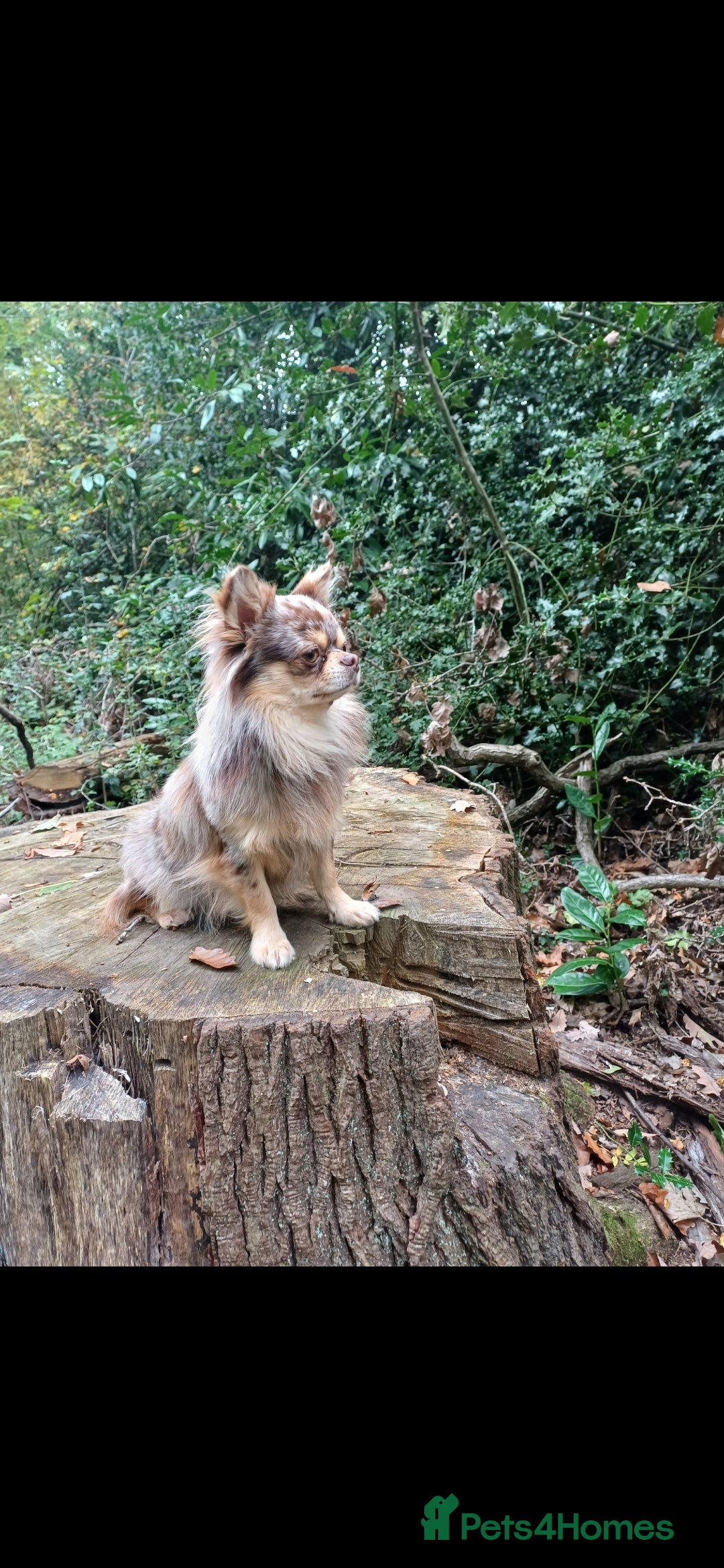 Chihuahua dogs for stud: MARLEY has arrived for stud🏆 k.c merle boy - Image 3