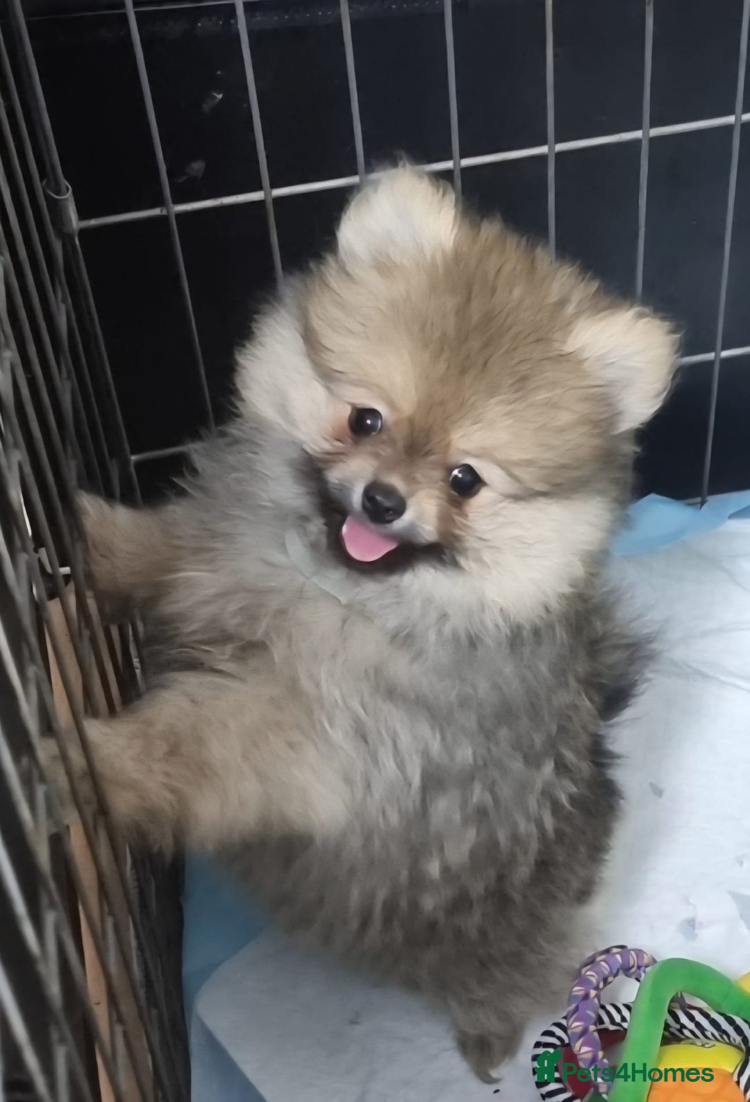 Pomeranian dogs for sale: Pomeranian Puppy 5   (RED)  - Pomeranian  - Image 6