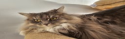 Maine Coon cats for sale: Maine Coon Bella  - Advert 3