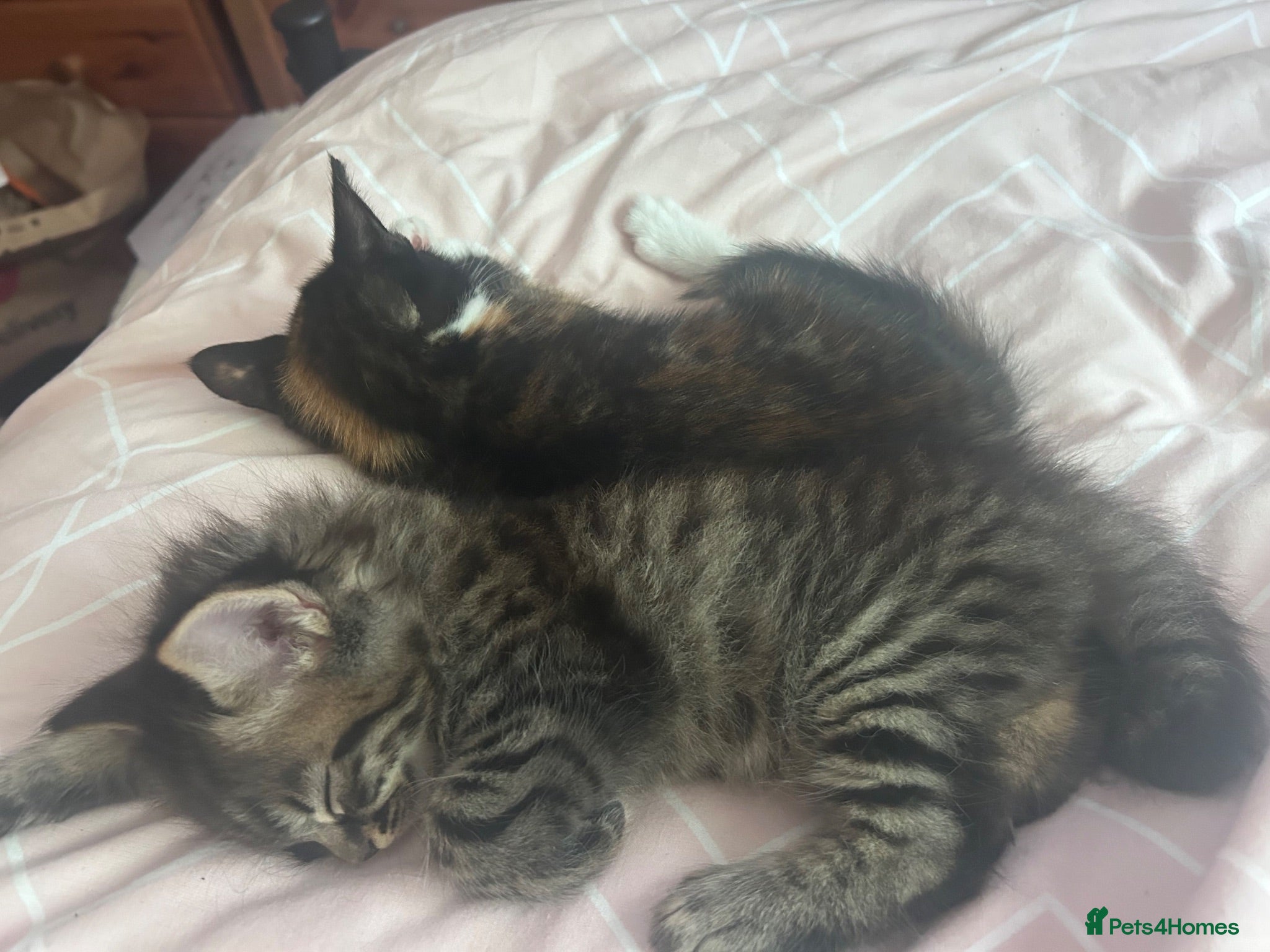 Bengal cats 2 kittens needing forever homes  - Advert 10