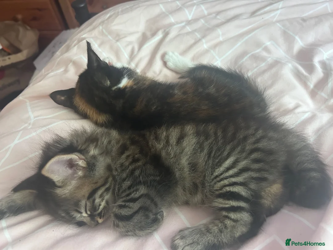 Bengal cats for sale: 2 kittens needing forever homes  in Aldershot - Advert 1
