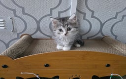 British Shorthair cats for sale: Norwegian forest cat x - Image 15