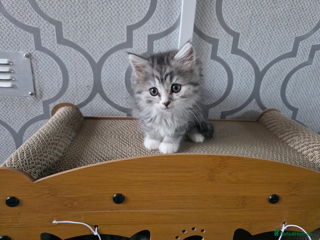 British Shorthair cats for sale: Norwegian forest cat x - Image 15