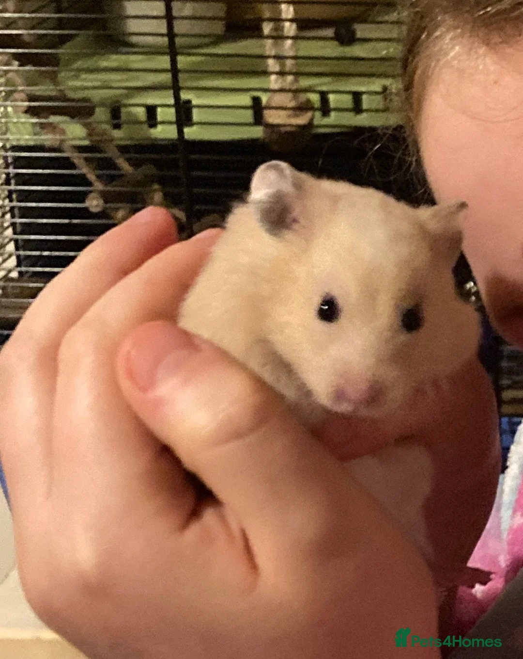 Hamster rodents for sale: Male Syrian hamster in Salisbury - Advert 2