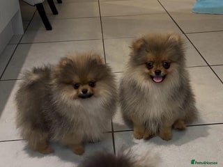 Pomeranian dogs Kc teddy bear pom babies - Advert 3