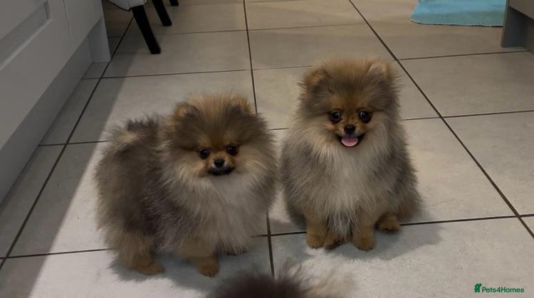 Pomeranian dogs Kc teddy bear pom babies - Advert 5
