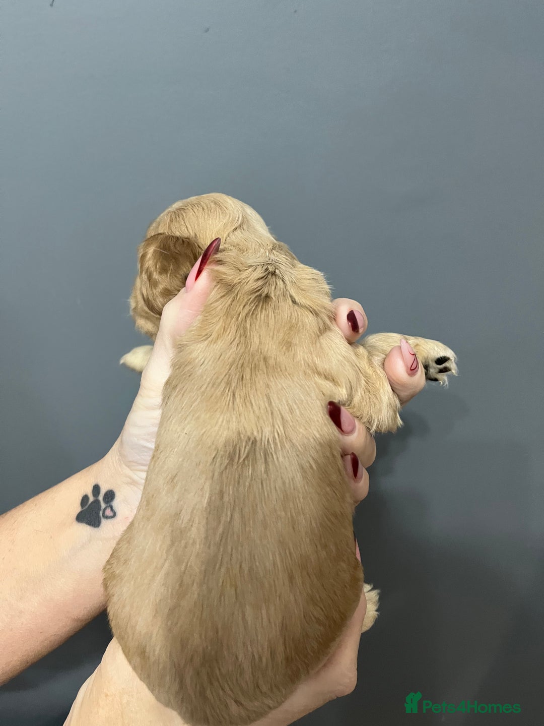 Cocker Spaniel dogs for sale: KC REG SHOW COCKER SPANIEL PUPS - Advert 5