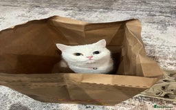 Turkish Angora cats for sale: Coloured eye Turkish angora  - Image 1