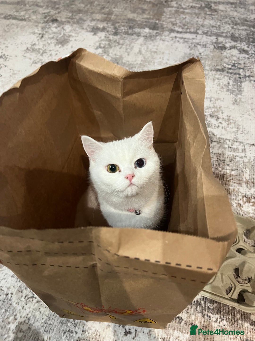 Turkish Angora cats for sale: Coloured eye Turkish angora  - Image 1