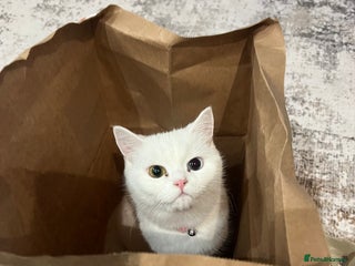 Turkish Angora cats - Advert 6
