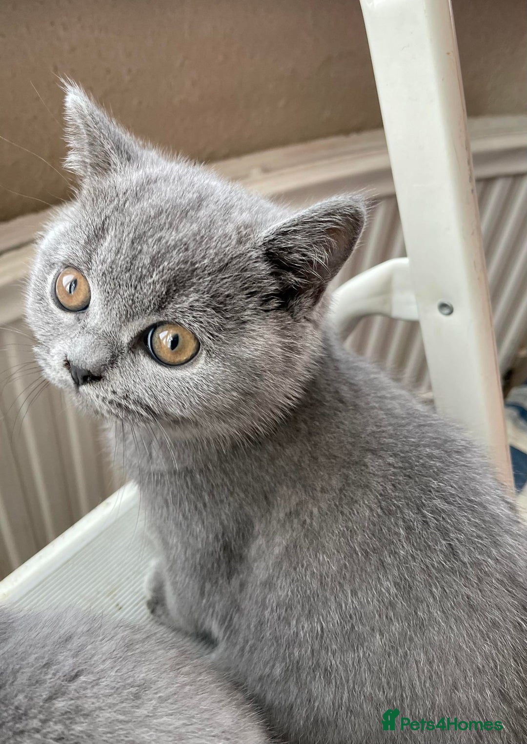 British Shorthair cats for sale: Super Cute British Shorthair babies - Advert 3