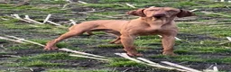 Hungarian Vizsla dogs for sale: KC REGISTERED VIZSLA PUPPIES  in Knutsford - Advert 2