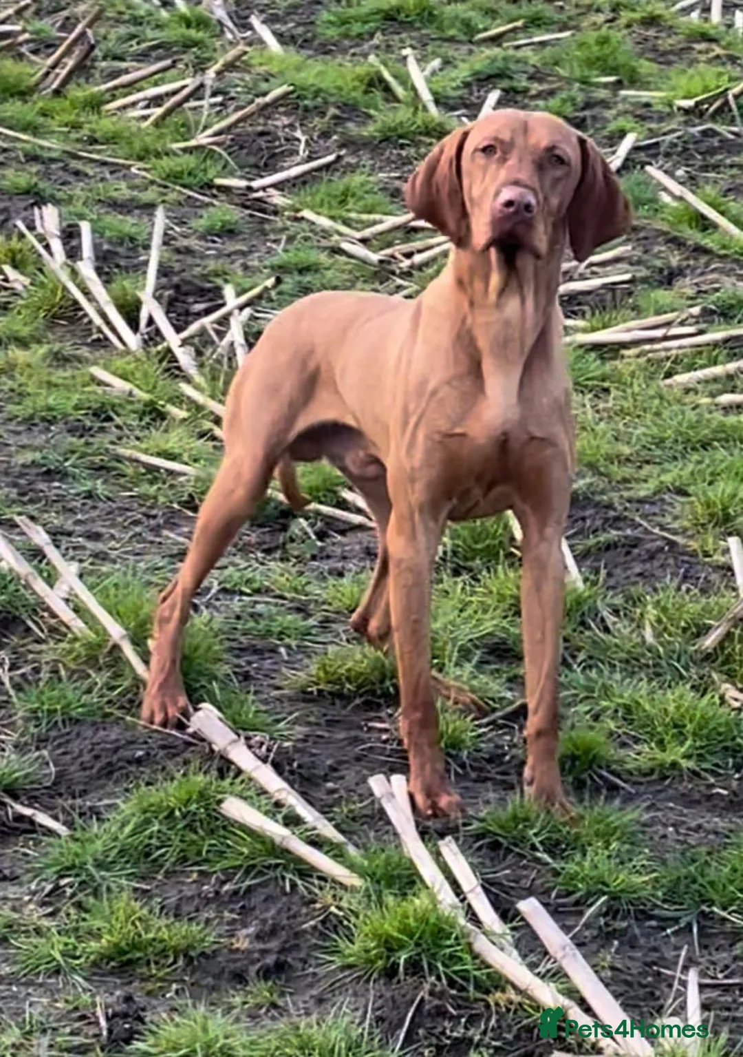 Hungarian Vizsla dogs for sale: KC REGISTERED VIZSLA PUPPIES  in Knutsford - Advert 2