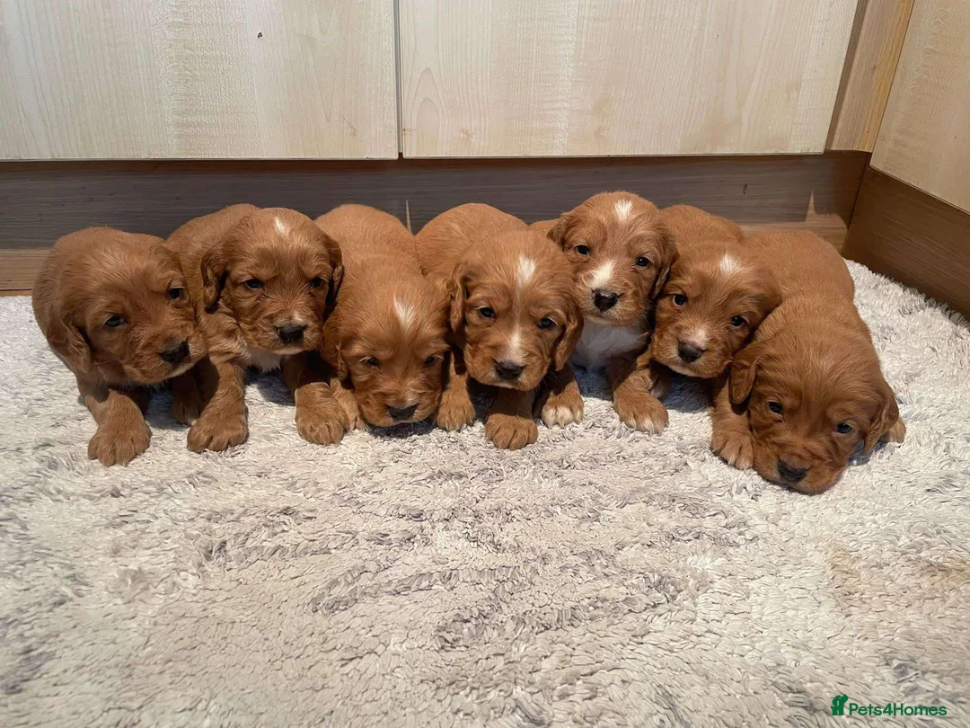 Cocker Spaniel dogs for stud: KC Fully health tested dark red working cocker - Advert 7