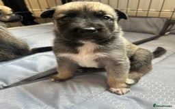 Shepsky dogs for sale: Shepsky - Image 19