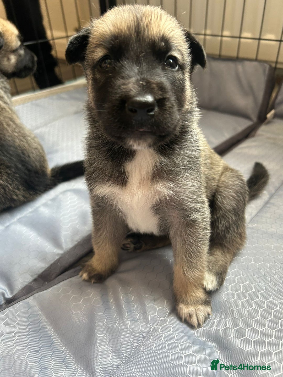 Shepsky dogs for sale: Shepsky - Image 19