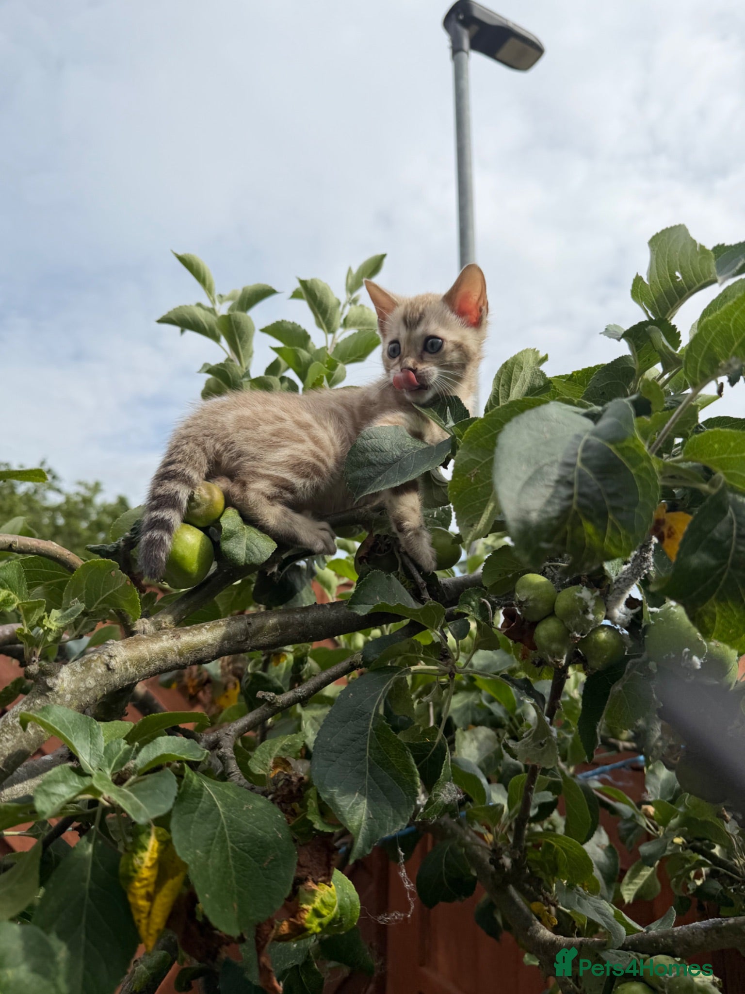 Bengal cats TICA Registered Snow Lynx Bengal Kitten, Active! - Advert 7