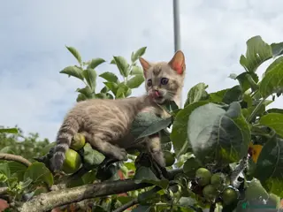 Bengal cats TICA Registered Snow Lynx Bengal Kitten, Active! - Advert 7