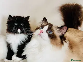 Ragdoll cats Last Female Ragdoll x Persian kitten - Advert 9