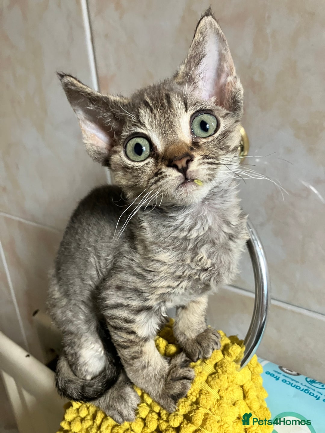 Devon Rex cats for sale: GCCF Registered Pedigree Devon Rex Kittens ❤️ in Leeds - Image 25