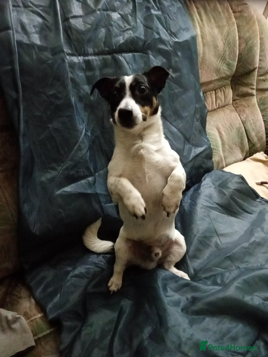 Jack Russell dogs for stud: Mr nipper thunderbolt knomes - Advert 2