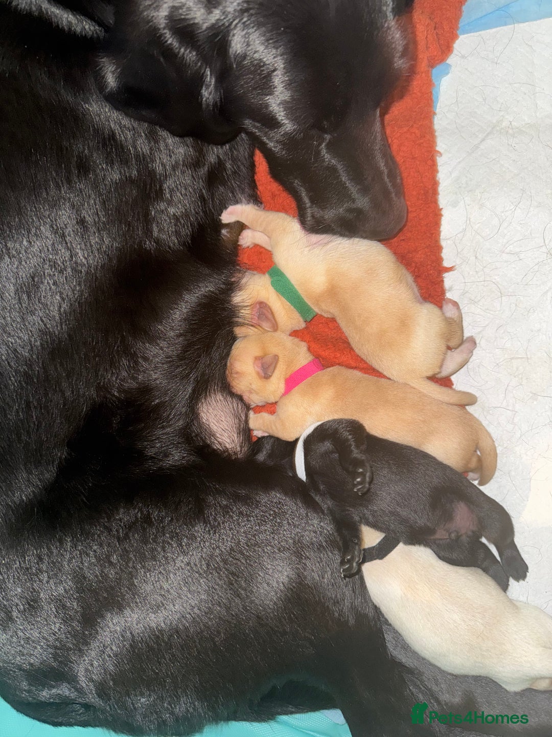 Labrador Retriever dogs for sale: 6 Sweet Labrador Puppies  - Advert 22