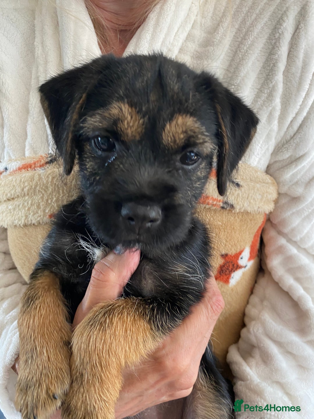 Border Terrier dogs for sale: Border Terrier Puppies for Sale - Image 7