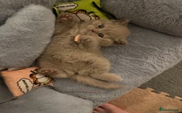 British Shorthair cats for sale: Champion Line British Shorthair Kittens - Image 13