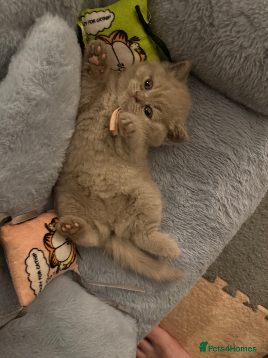 British Shorthair cats for sale: Champion Line British Shorthair Kittens - Image 13