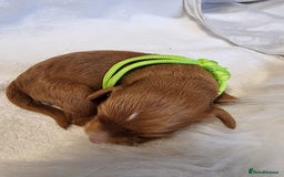 Cavapoo dogs for sale: Stunning F1 Cavapoo puppies, DNA tested parents  - Image 20