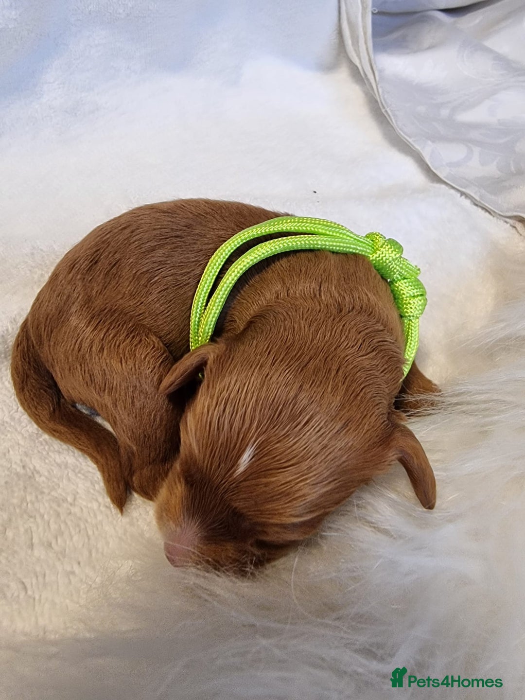 Cavapoo dogs for sale: Stunning F1 Cavapoo puppies, DNA tested parents  - Image 20