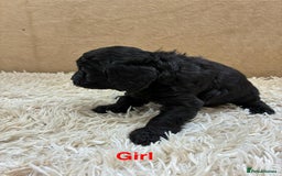 Sproodle dogs for sale: Lovely Sproodles (Springerpoos) - Image 3