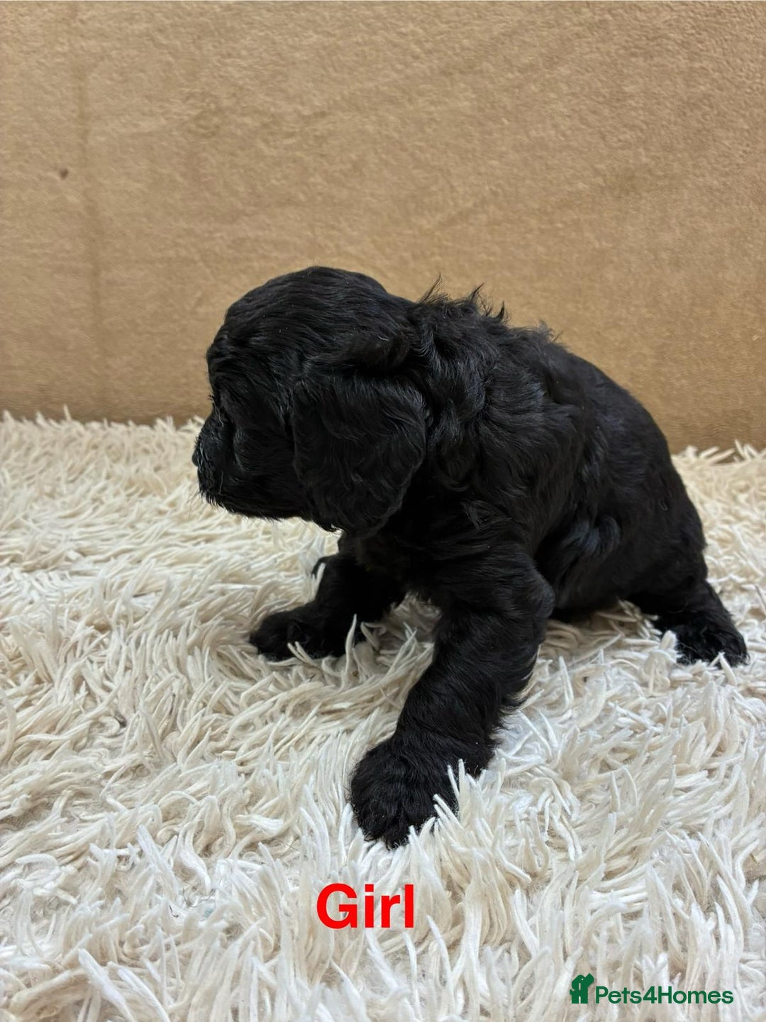 Sproodle dogs for sale: Lovely Sproodles (Springerpoos) - Image 3
