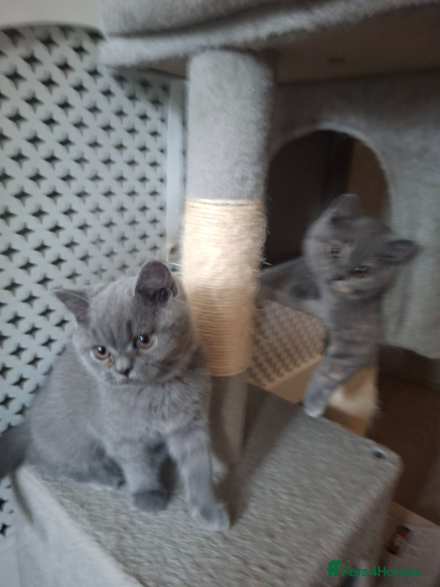 British Shorthair cats  Outstanding Chunky GCCF Pedigree BSH Kittens  - Advert 2