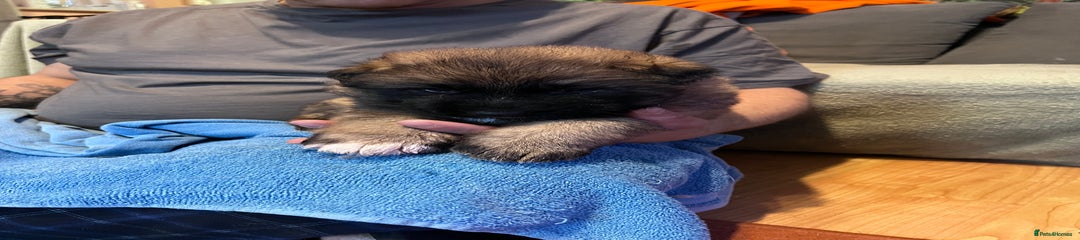 German Shepherd Puppy 3