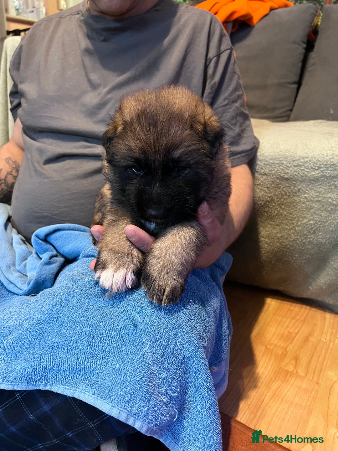 German Shepherd dogs for sale: German shepherd puppies - Image 4