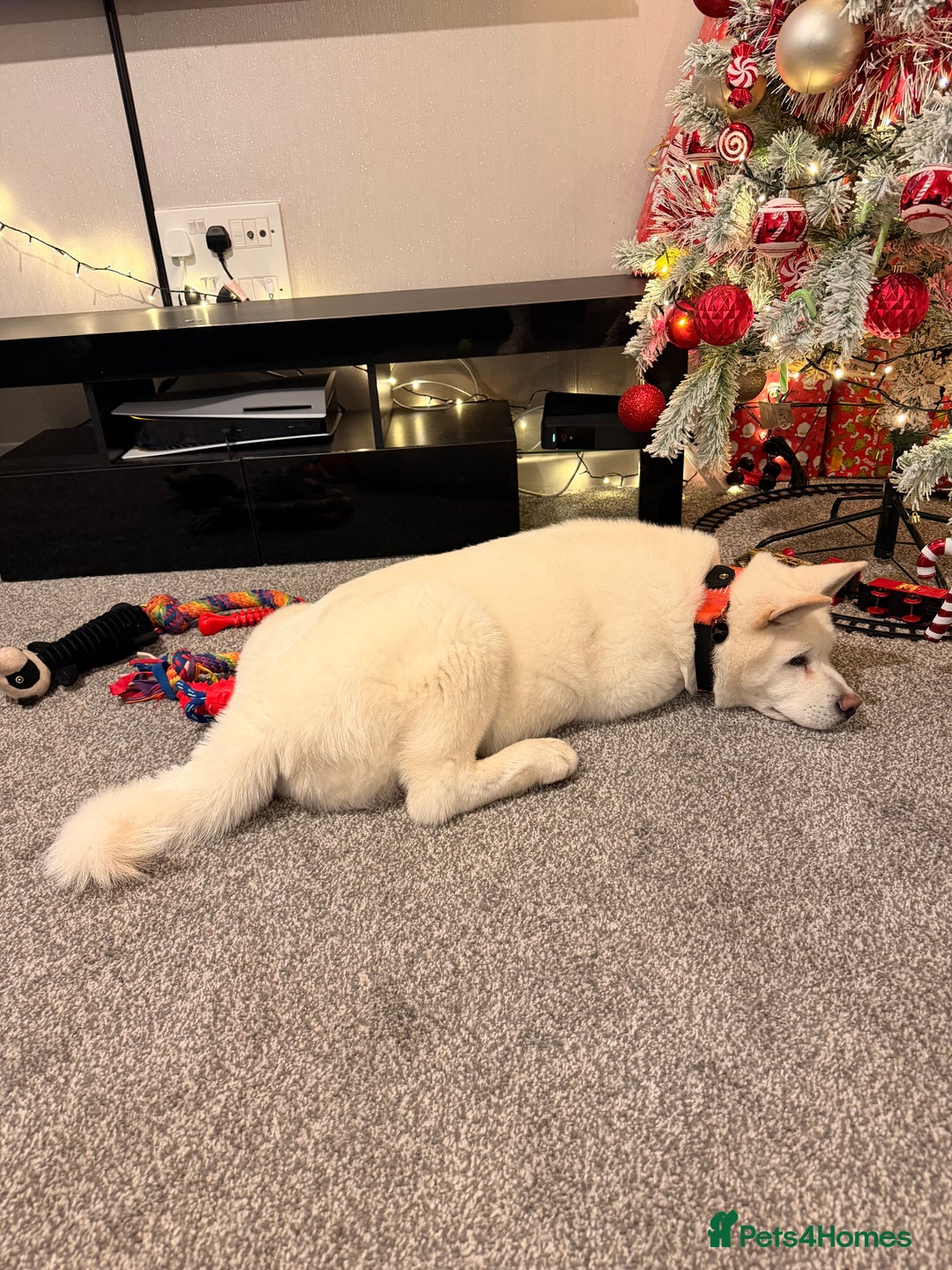 Akita dogs for sale: Hello, meet Hatchi - Advert 3