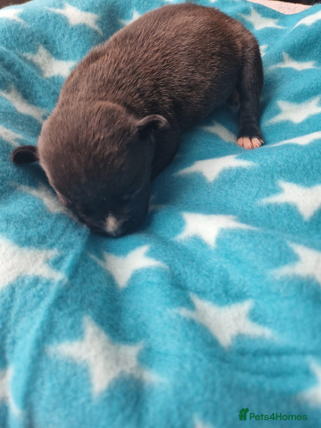 Staffordshire Bull Terrier dogs for sale: Jazz x Otis - BlackBrindles with STUNNING MARKINGS - Image 12