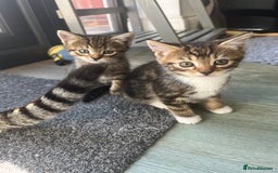 Bengal cats for sale: Bengal cross tabby’s  - Image 8