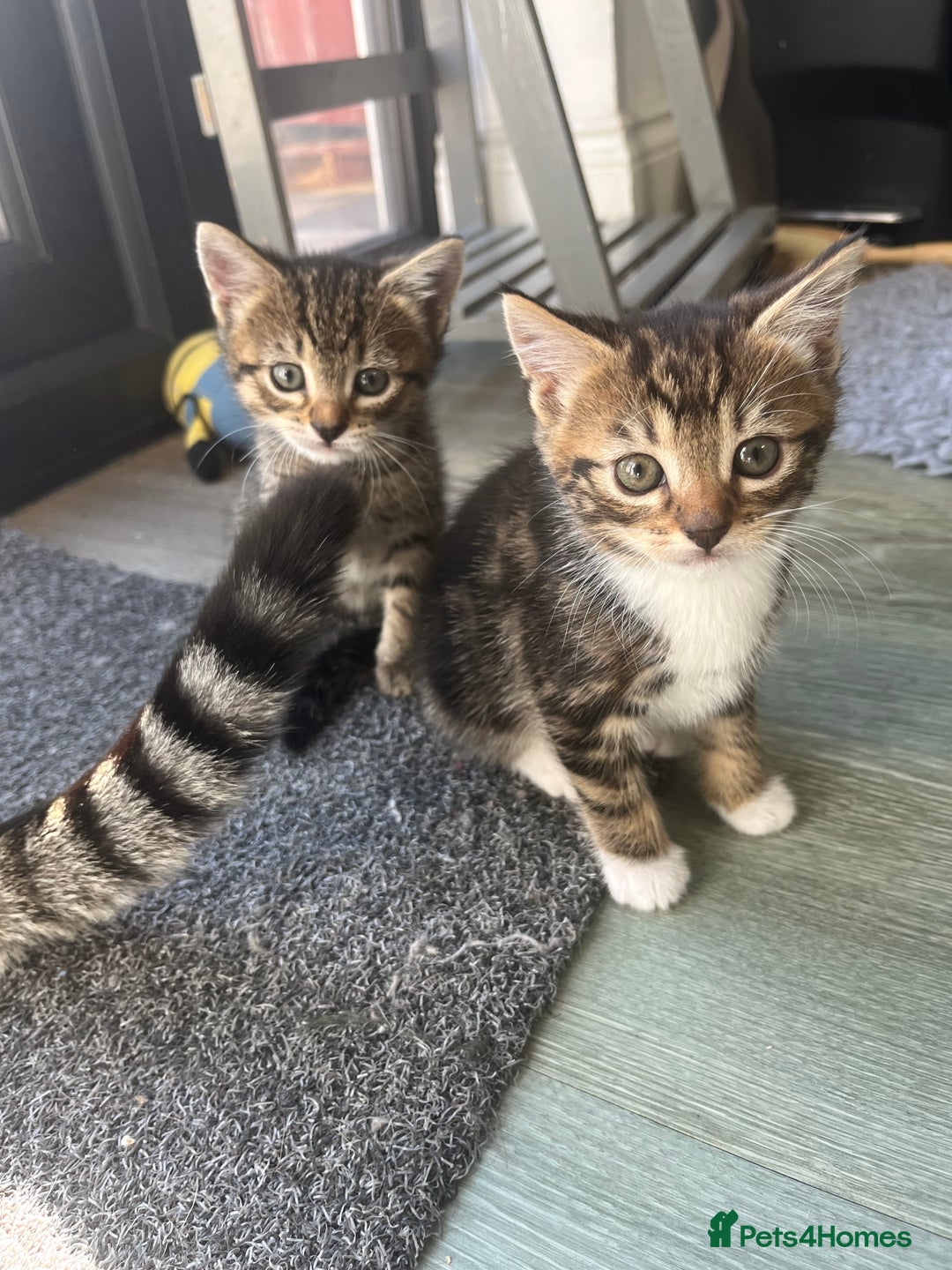 Bengal cats for sale: Bengal cross tabby’s  - Image 8
