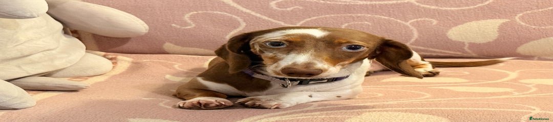 Miniature Dachshund girl