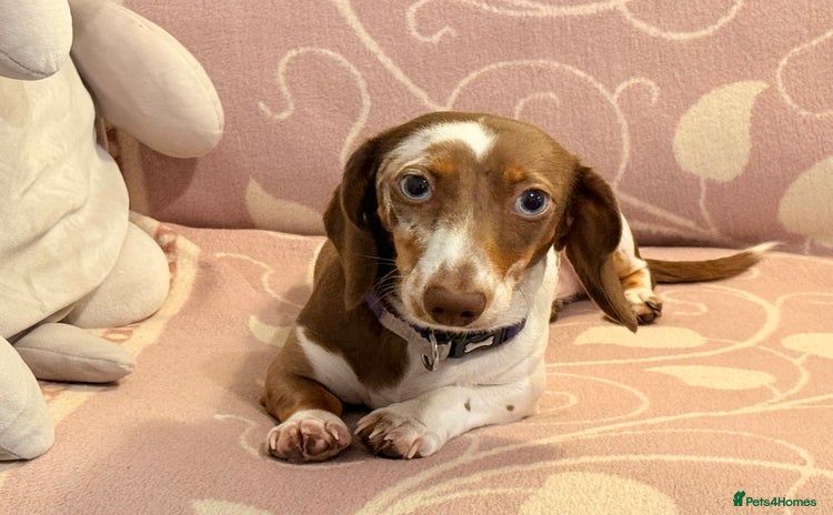 Miniature Dachshund dogs - Advert 1